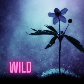 Wild album cover