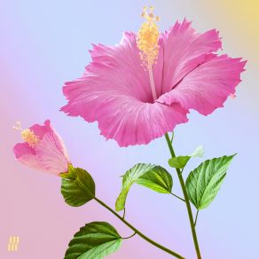 In A Flash / See You Blossom album cover
