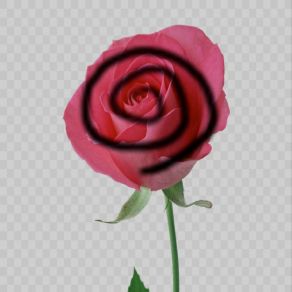Rose album cover
