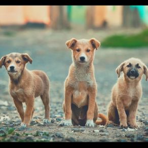 Jazz Trio - Ambiance For Calm Puppies album cover