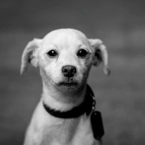 Trumpet And Alto Saxophone - Music For Calming Pups album cover
