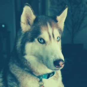 Echoes Of Relaxed Dogs album cover