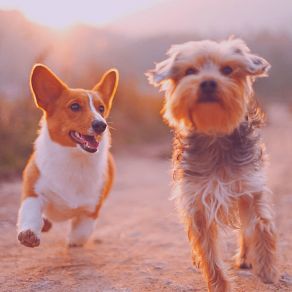 Music For Calm Puppies - Trumpet And Alto Sax album cover