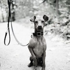 Tranquil Ambiance For Calming Pups album cover