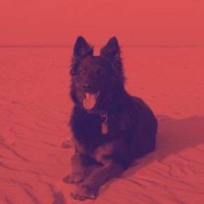 Jazz Trio - Ambiance For Calming Pups album cover