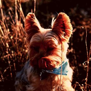 Background Music For Calm Puppies album cover