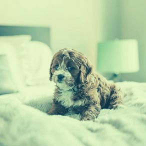 Music For Sleeping Pups - Spirited Trumpet And Alto Sax album cover