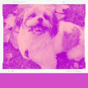 Feelings For Doggy Stress album cover