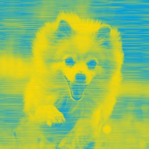 Music For Relaxing Your Dog - Bossanova album cover