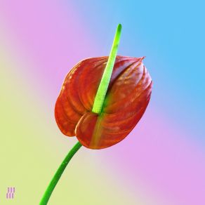 Kora album cover