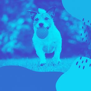 Music For Serene Puppies - Trumpet Jazz album cover