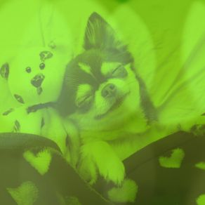 Opulent Background Music For Mans Best Friend album cover