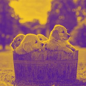 Music For Resting Dogs - Beautiful Bossanova album cover