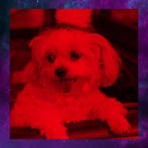 Background Music For Resting Dogs album cover