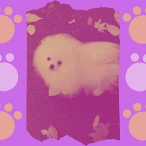 Music For Doggy Wellness album cover