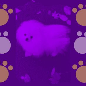 Feelings For Keeping Your Dog Happy album cover