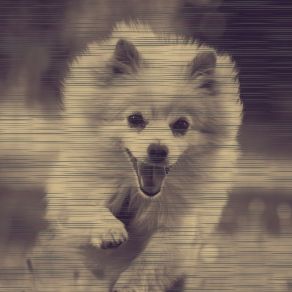 Bossa Nova (Music For Doggy Wellness) album cover