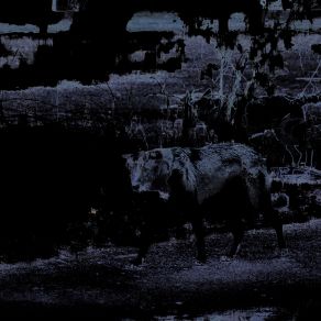 Morgen Nebel album cover