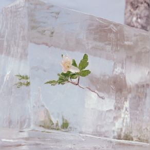 Windflowers album cover