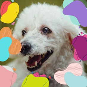 Stellar Background Music For Dog Therapy album cover
