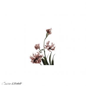 Pastel (Single) album cover