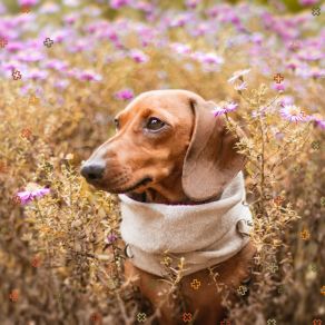 Vibraphone And Tenor Saxophone Solos - Music For Cute Dogs album cover