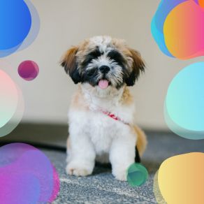 Calm Jazz Quartet - Ambiance For Restless Puppies album cover