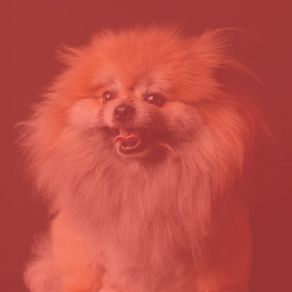 Music For Separation From Dogs - Vibraphone And Tenor Saxophone album cover