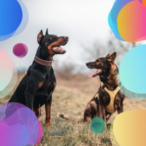 Soulful Jazz Quartet - Ambiance For Doggy Rest album cover