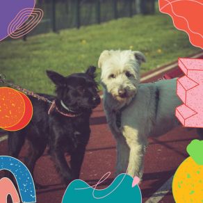 Vibraphone And Tenor Saxophone Solos (Music For Calm Hounds) album cover