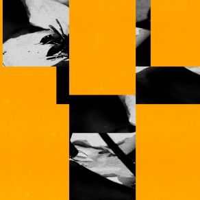 Bee Bite, Sweet Honey album cover
