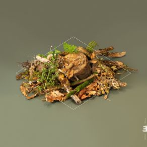 Forest Floor album cover