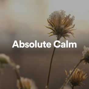 Absolute Calm album cover
