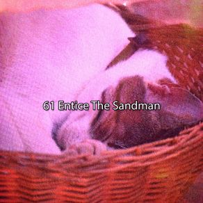 61 Entice The Sandman album cover