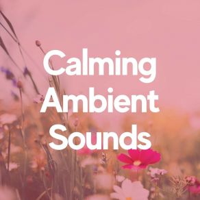 Calming Ambient Sounds album cover