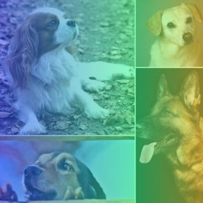 Jazz - Bgm For Keeping Pups Happy album cover