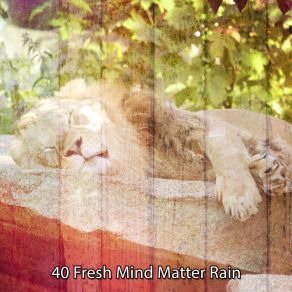 40 Fresh Mind Matter Rain album cover