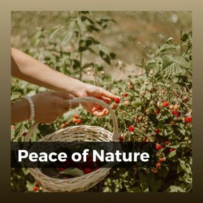 Peace Of Nature album cover