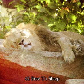 42 Free To Sle album cover