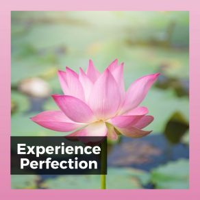 Experience Perfection album cover