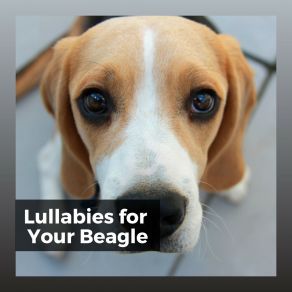 Lullabies For Your Beagle album cover