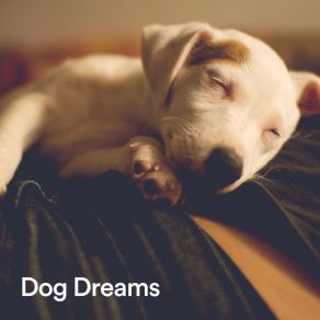 Dog Dreams album cover
