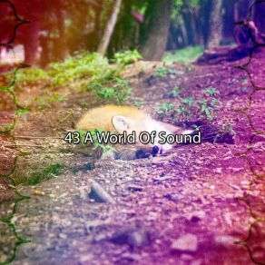 43 A World Of Sound album cover