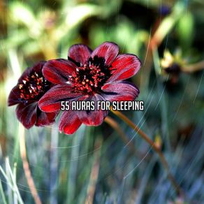 55 Auras For Sleeping album cover
