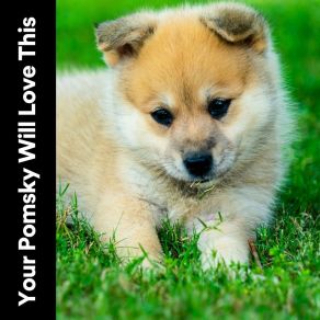 Your Pomsky Will Love This album cover