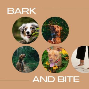Bark And Bite album cover