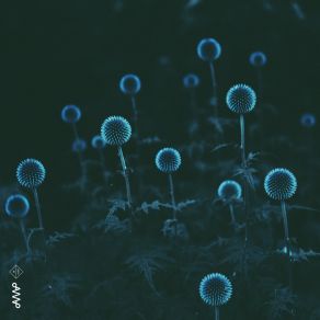 Electric Forest album cover