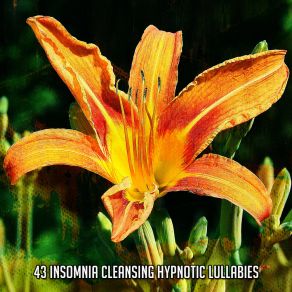 43 Insomnia Cleansing Hypnotic Lullabies album cover