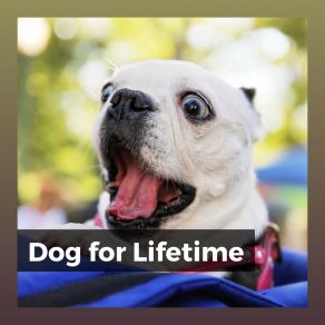 Dog For Lifetime album cover