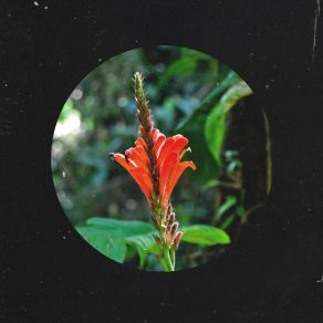 Forest (Single) album cover